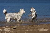 SIBERIAN HUSKY 589
